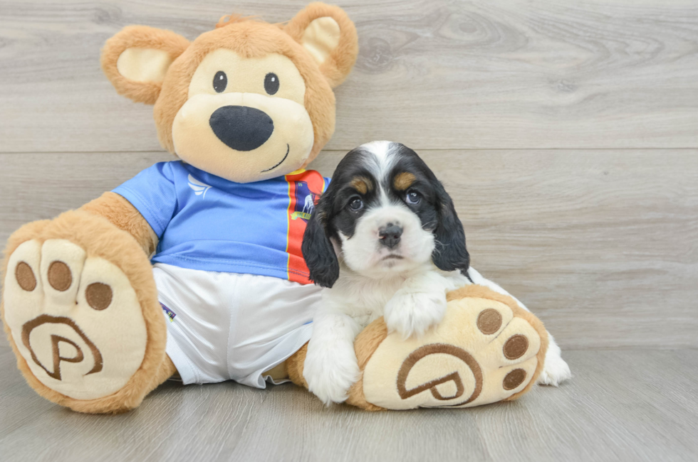 5 week old Cocker Spaniel Puppy For Sale - Puppy Love PR
