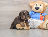 5 week old Cocker Spaniel Puppy For Sale - Puppy Love PR