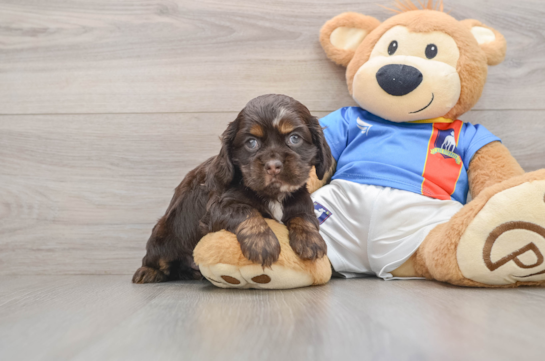 Cute Cocker Spaniel Purebred Pup