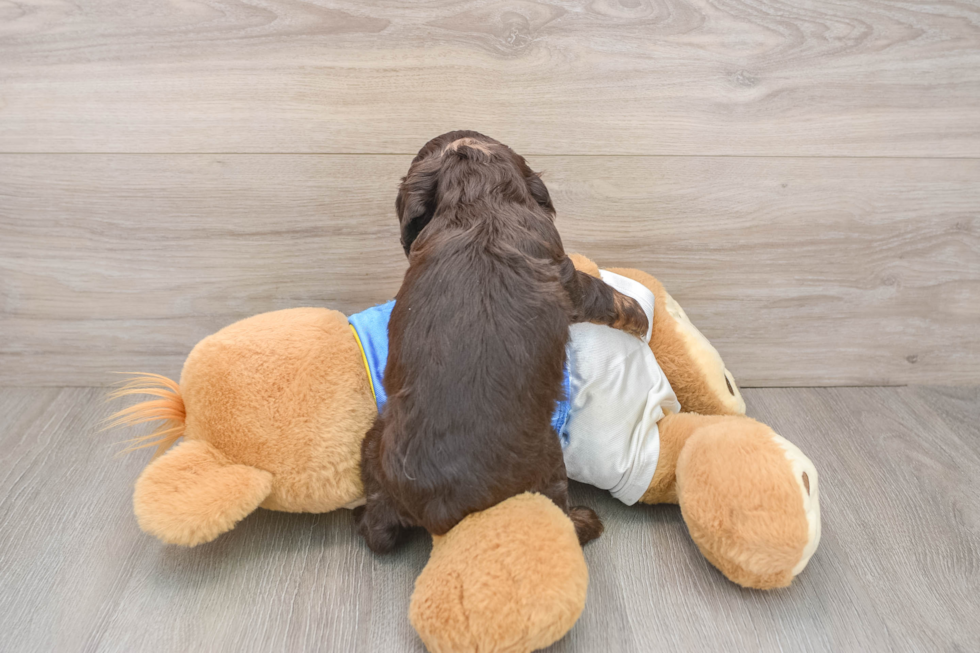 Best Cocker Spaniel Baby
