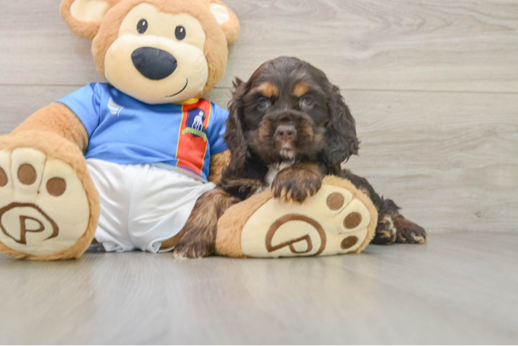 Cocker Spaniel Puppy for Adoption