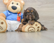 8 week old Cocker Spaniel Puppy For Sale - Puppy Love PR
