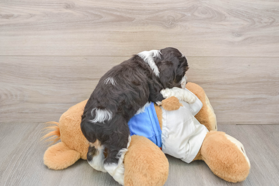 Cute Cocker Spaniel Purebred Puppy