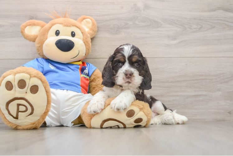 Cocker Spaniel Pup Being Cute