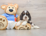 5 week old Cocker Spaniel Puppy For Sale - Puppy Love PR
