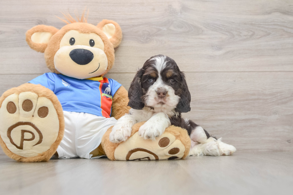 Cocker Spaniel Pup Being Cute