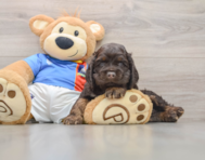 5 week old Cocker Spaniel Puppy For Sale - Puppy Love PR