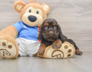 5 week old Cocker Spaniel Puppy For Sale - Puppy Love PR