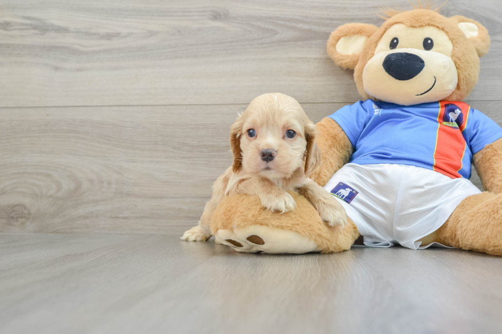 Cocker Spaniel Pup Being Cute