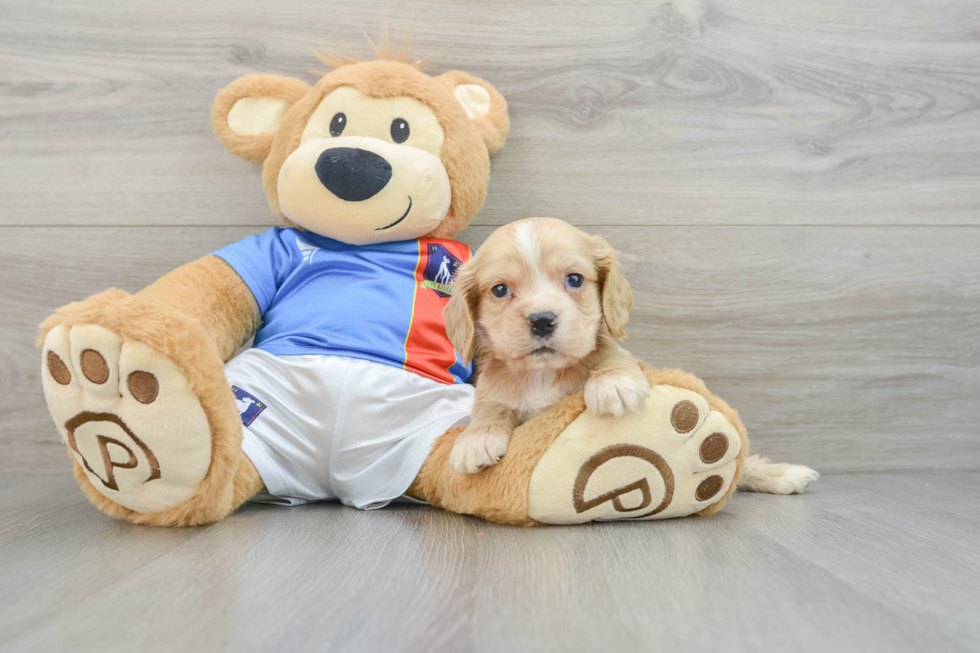 Best Cocker Spaniel Baby