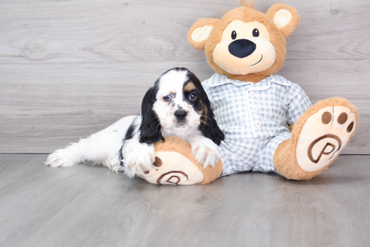 Meet Trista - our Cocker Spaniel Puppy Photo 1/3 - Puppy Love PR Cocker Spaniel Puppy for Adoption