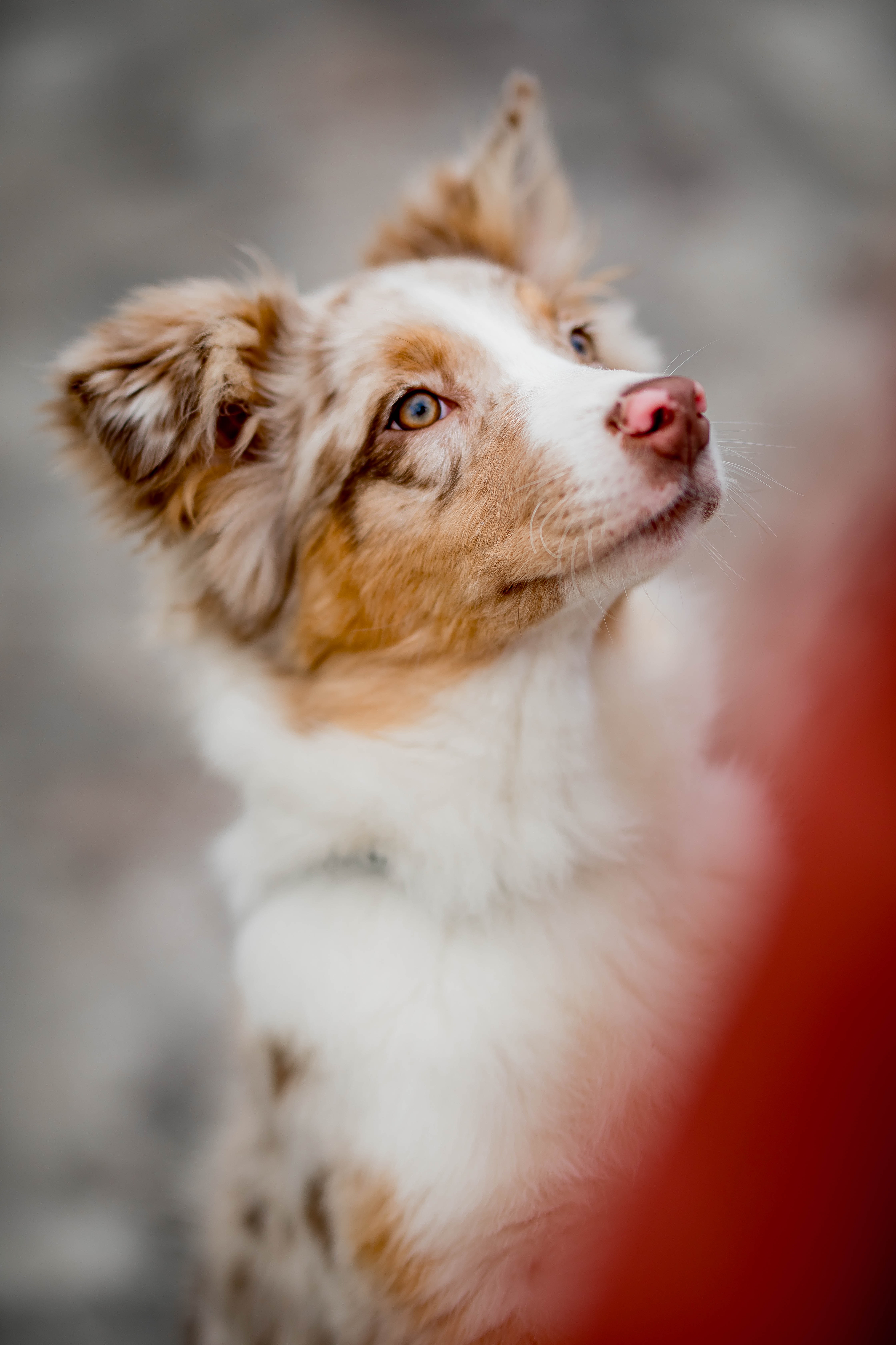 mini aussie poo