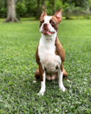 Boston Terrier Being Cute Boston Terrier Being Cute
