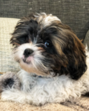 Shih Poo Being Cute Shih Poo Being Cute