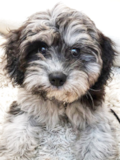 Cute Cavalier Poodle Mix Pup Cute Cavalier Poodle Mix Pup