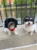 Cute Havanese Purebred Pup Cute Havanese Purebred Pup