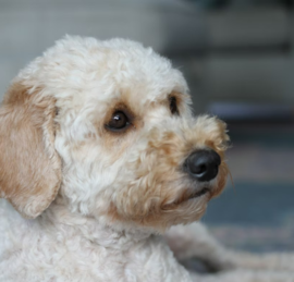 Spoodle Puppies For Sale - Puppy Love PR