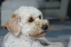 Cute Cockapoo Pup