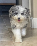 Cute Mini Sheepadoodle Pup Cute Mini Sheepadoodle Pup