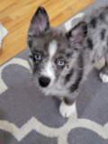 Pomsky Being Cute Pomsky Being Cute