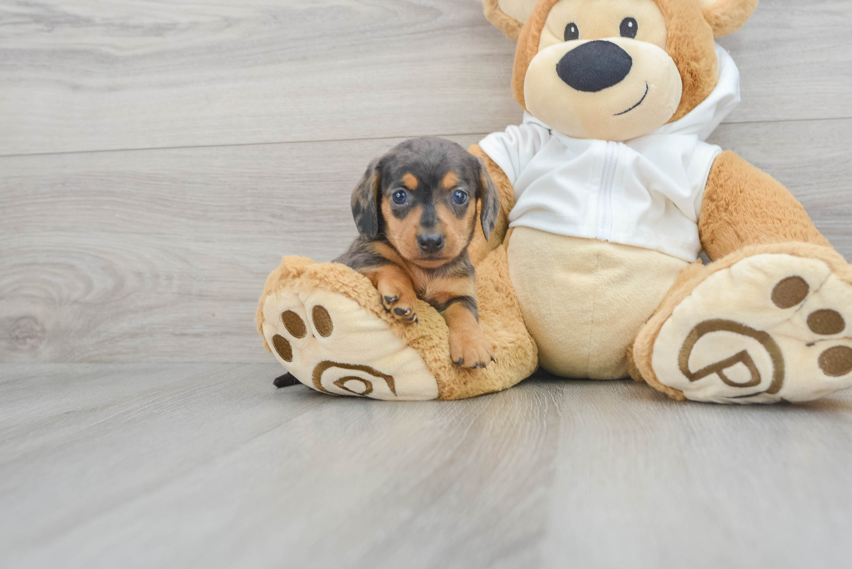 Dachshund Pup Being Cute