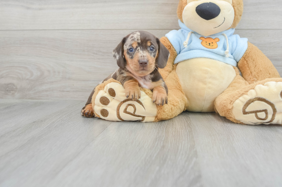 5 week old Dachshund Puppy For Sale - Puppy Love PR