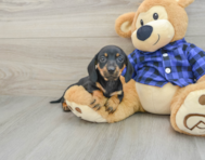 6 week old Dachshund Puppy For Sale - Puppy Love PR