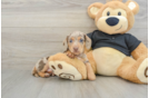 Cute Dachshund Purebred Pup