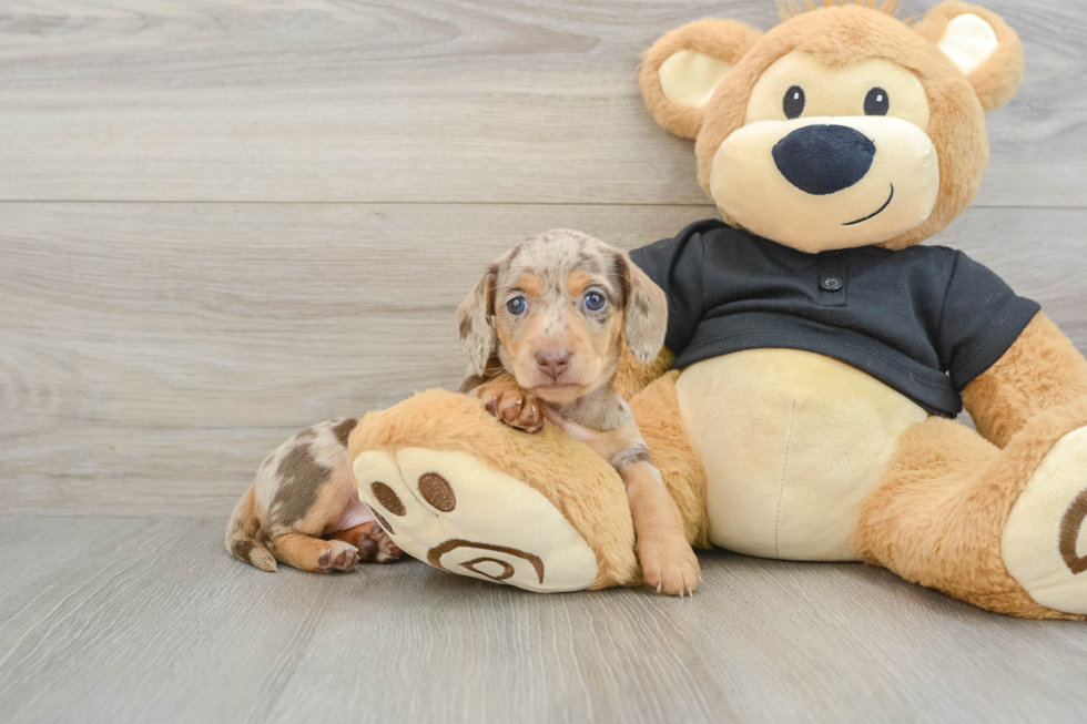 Cute Dachshund Purebred Pup