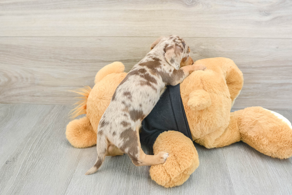 Dachshund Pup Being Cute