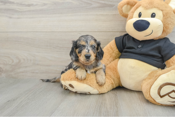 Cute Dachshund Purebred Pup