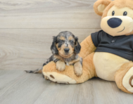 5 week old Dachshund Puppy For Sale - Puppy Love PR