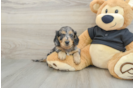 Cute Dachshund Purebred Pup