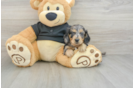 Dachshund Pup Being Cute