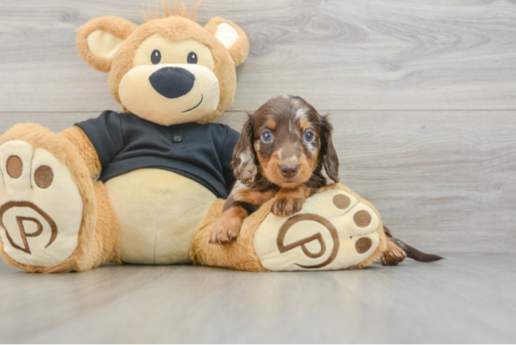 Cute Dachshund Purebred Pup
