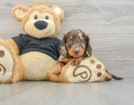 5 week old Dachshund Puppy For Sale - Puppy Love PR