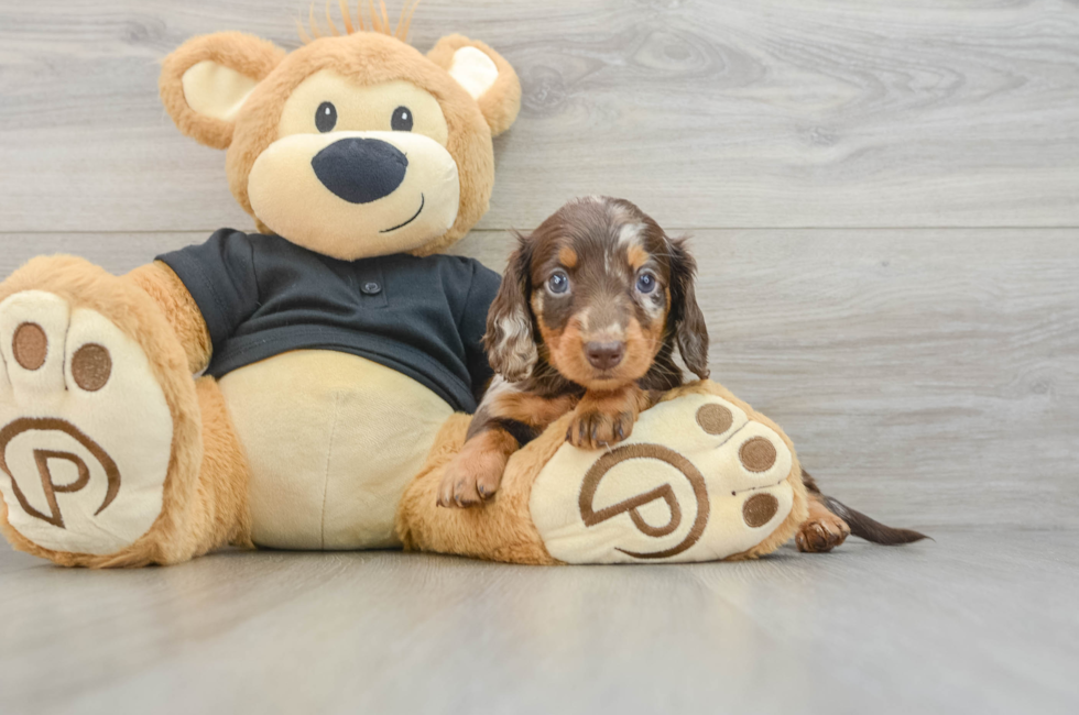 5 week old Dachshund Puppy For Sale - Puppy Love PR