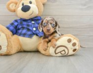 7 week old Dachshund Puppy For Sale - Puppy Love PR