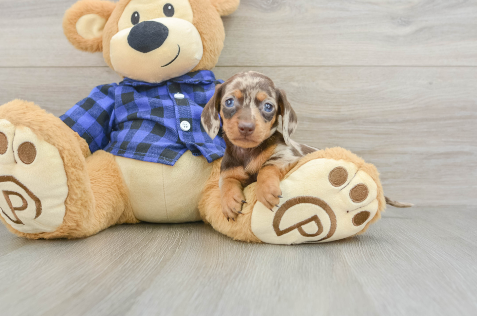 6 week old Dachshund Puppy For Sale - Puppy Love PR