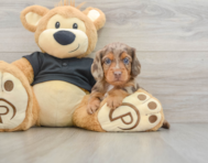 5 week old Dachshund Puppy For Sale - Puppy Love PR