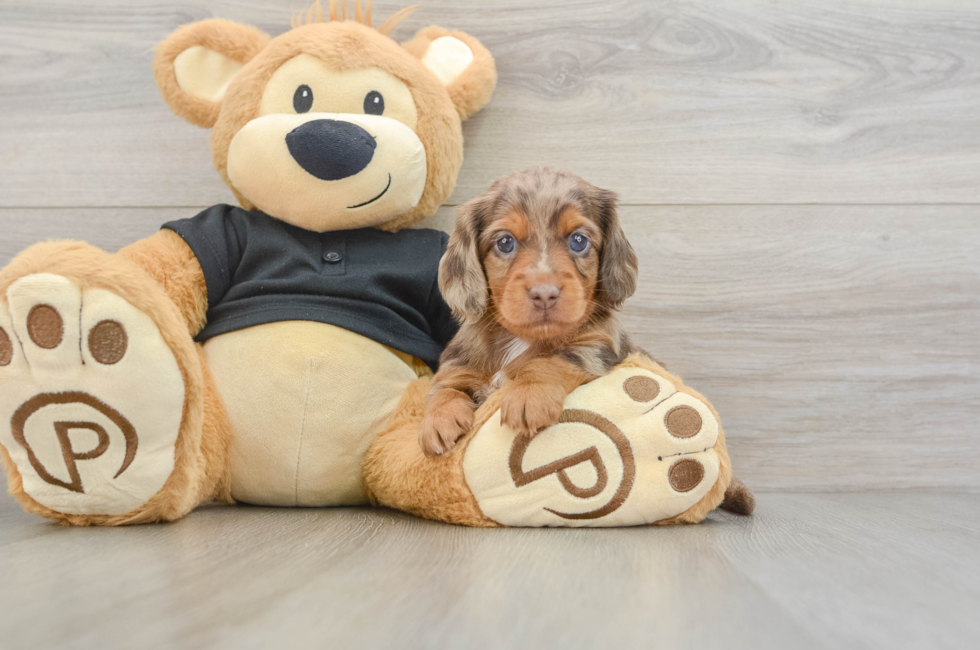 5 week old Dachshund Puppy For Sale - Puppy Love PR