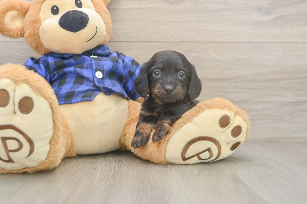 5 week old Dachshund Puppy For Sale - Puppy Love PR