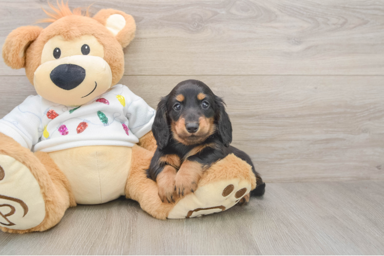 Dachshund Puppy for Adoption