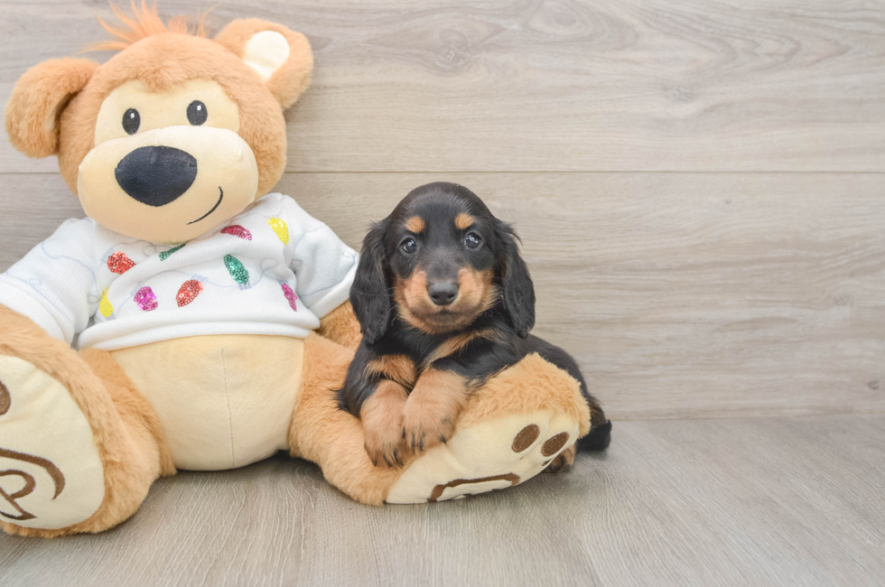5 week old Dachshund Puppy For Sale - Puppy Love PR