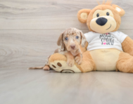 5 week old Dachshund Puppy For Sale - Puppy Love PR