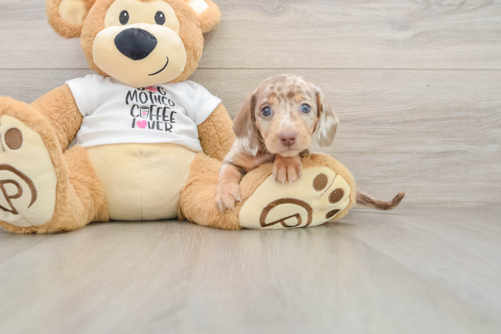 Cute Dachshund Baby