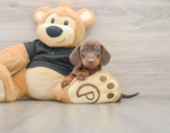 5 week old Dachshund Puppy For Sale - Puppy Love PR