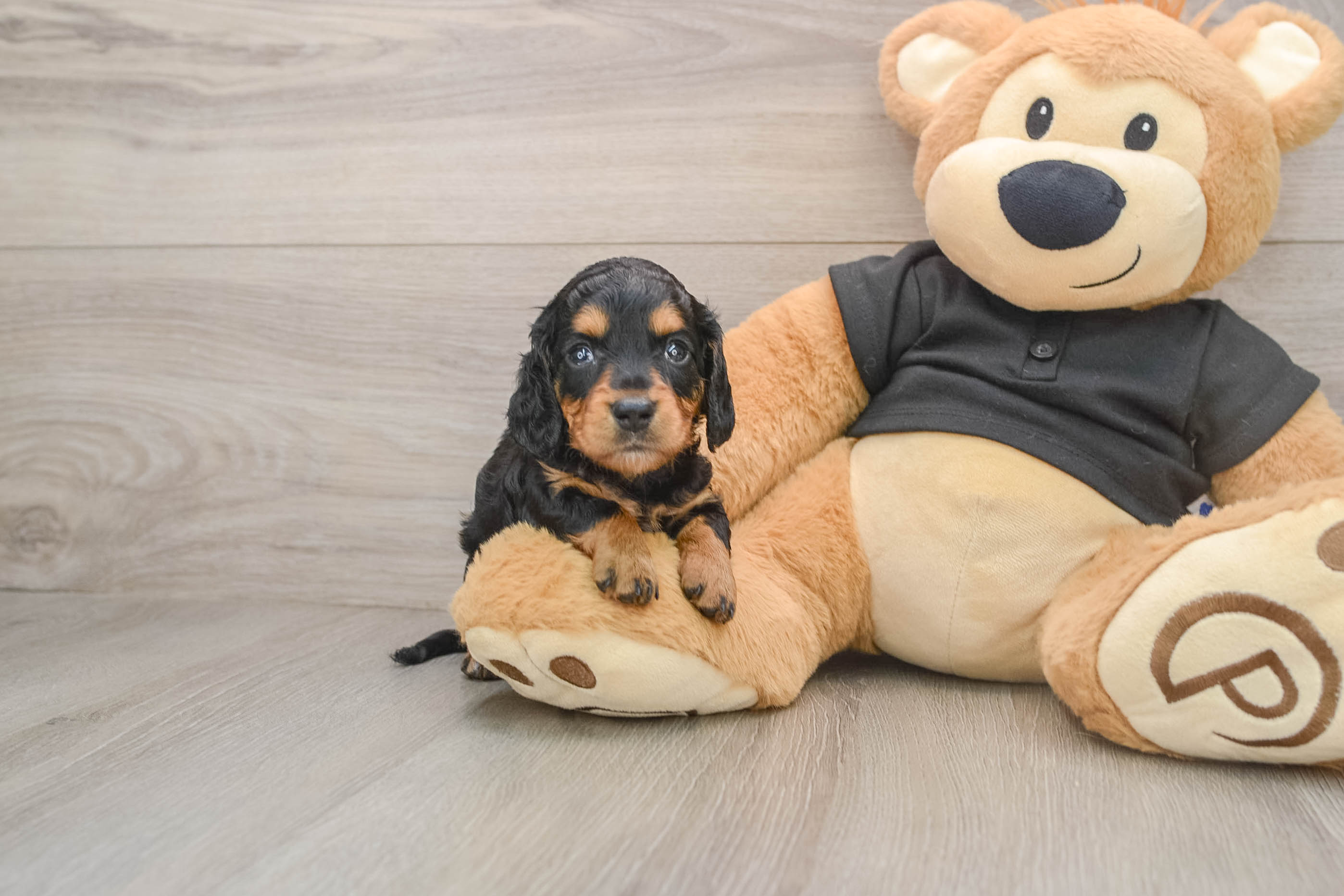 Cute Dachshund Purebred Pup