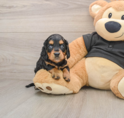 6 week old Dachshund Puppy For Sale - Puppy Love PR