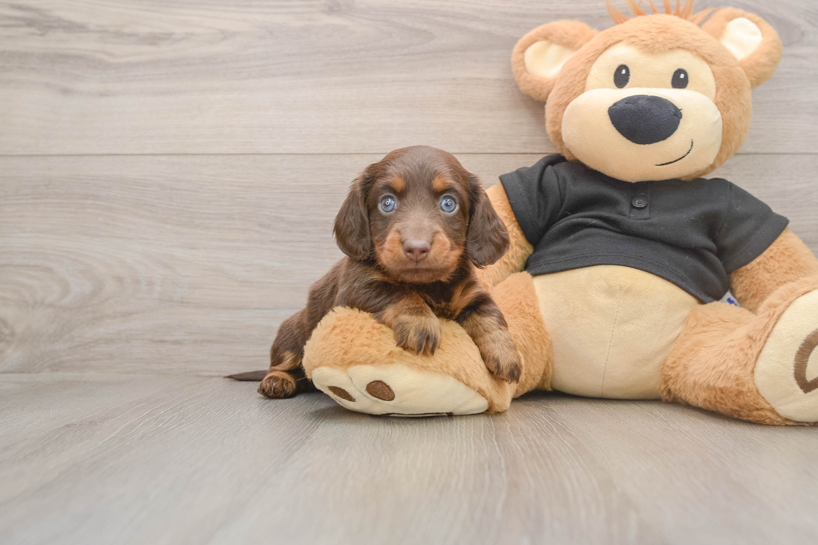 Dachshund Puppy for Adoption